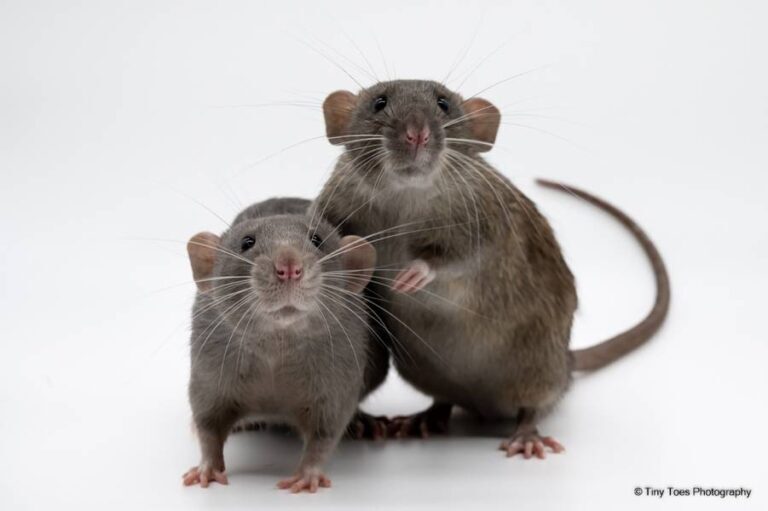 Brown Rat Myths Debunked: Separating Fact from Fiction
