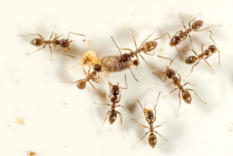 The Impact of Argentine Ants on Daily Life and Well-Being