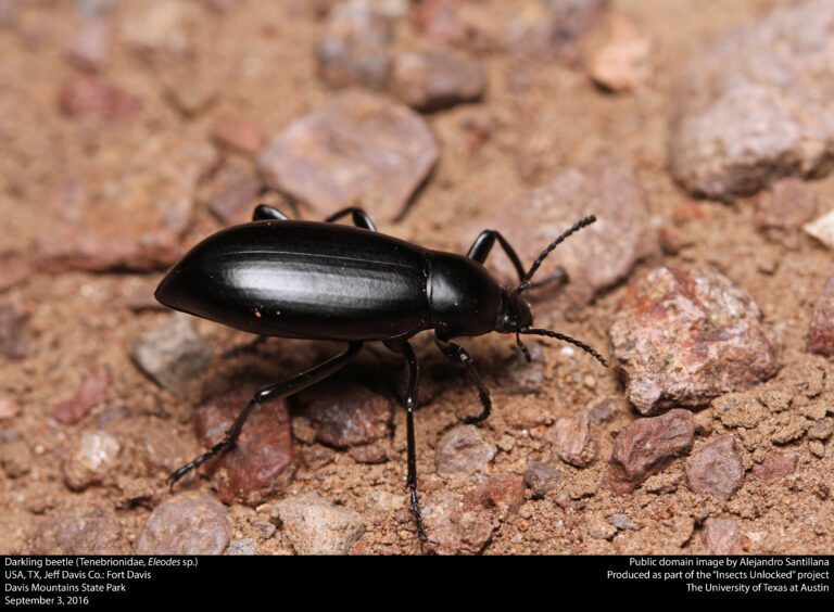 Dealing with Mealworm Beetles: Lessons Learned from Real-Life Experiences