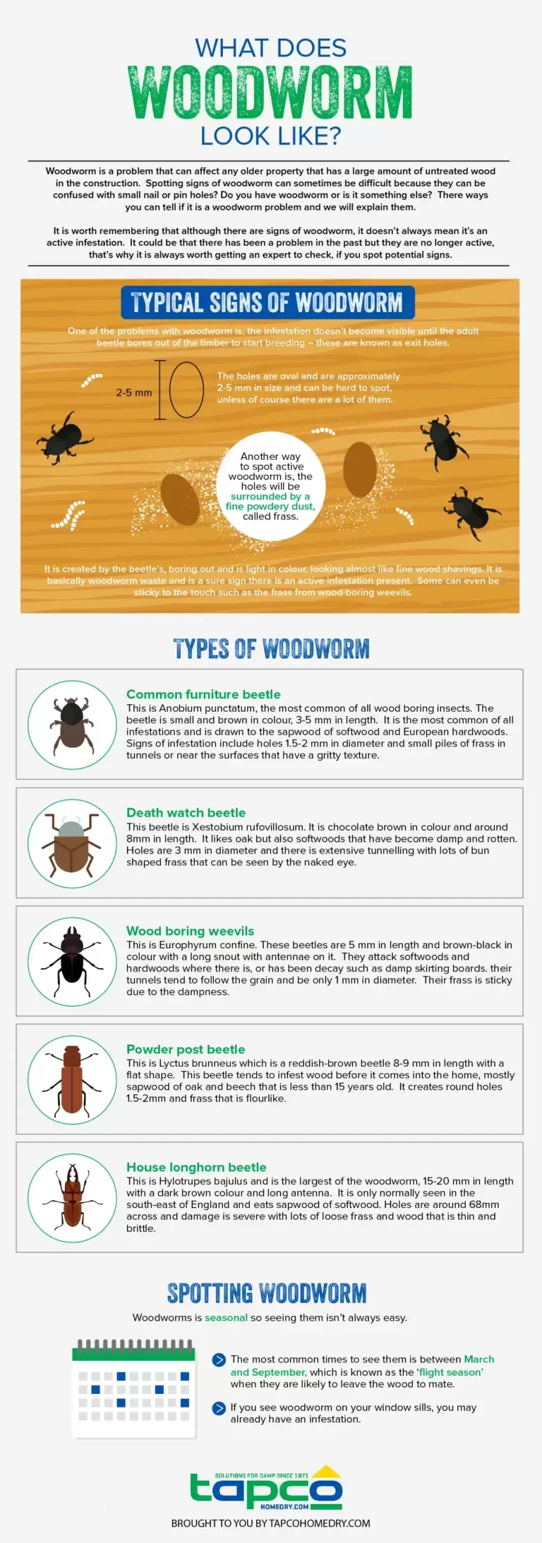 Common Signs of Woodworm Infestation and How to Identify Them