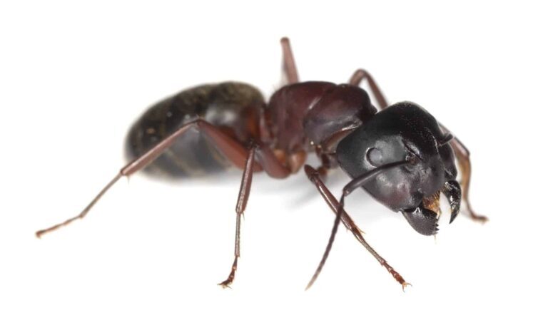 The Impact of Carpenter Ants on Your Home’s Structure