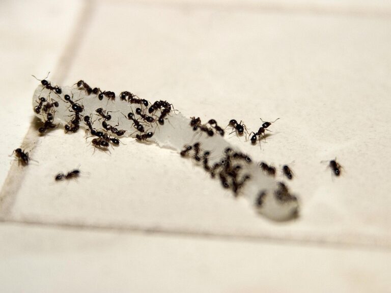 Understanding Odorous House Ants: Behavior, Habits, and Risks