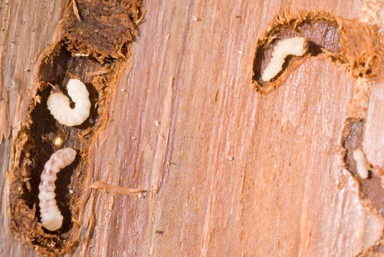 Dealing with Woodworm Damage: Restoration and Repair
