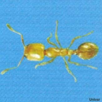 Thief Ants in Pet Areas: Ensuring the Well-being of your Furry Friends