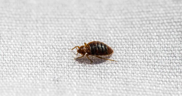 Bed Bugs and Allergies: Understanding the Connection