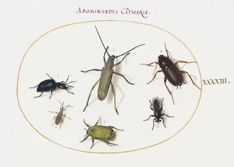 German Cockroach Control 101: Understanding their Behavior and How to Get Rid of Them