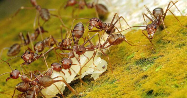 Pharaoh Ants on the Rise: Exploring the Reasons Behind Increased Populations