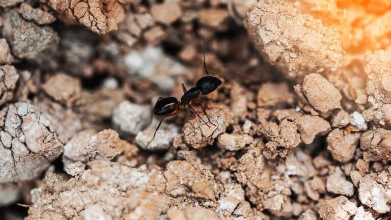 Fire Ant Nests: Locating and Destroying Hidden Colonies