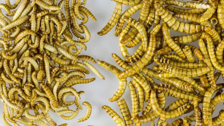 Evolutionary Secrets: Unraveling the Origins of Mealworm Beetles