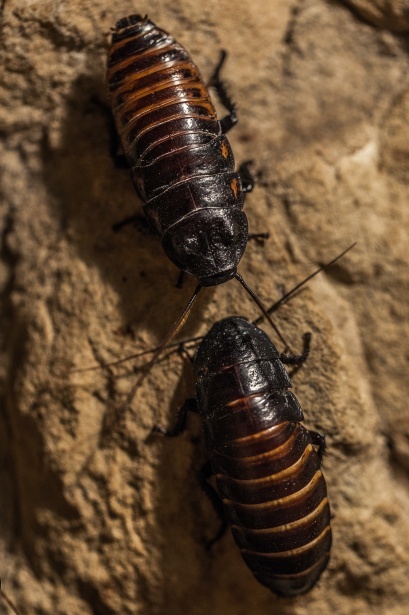 The Uninvited Guests: Brown-banded Cockroaches and their Disruptive Nature