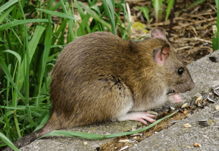 Getting Rid of Brown Rats: Step-by-Step Guide for Homeowners