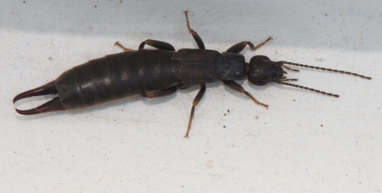 The Impact of Earwigs on Daily Life: A Human Perspective