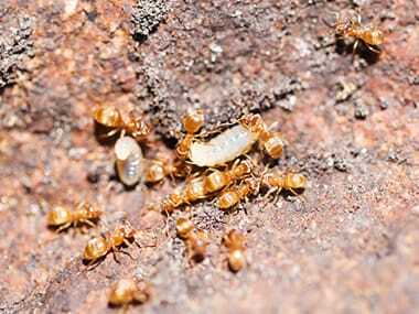 Thief Ants in the Attic: Steps to Remove and Prevent Their Nesting