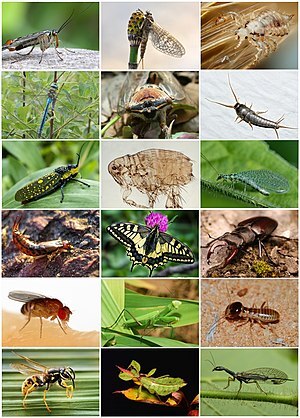 Spider Beetles 101: Understanding their Life Cycle and Reproduction