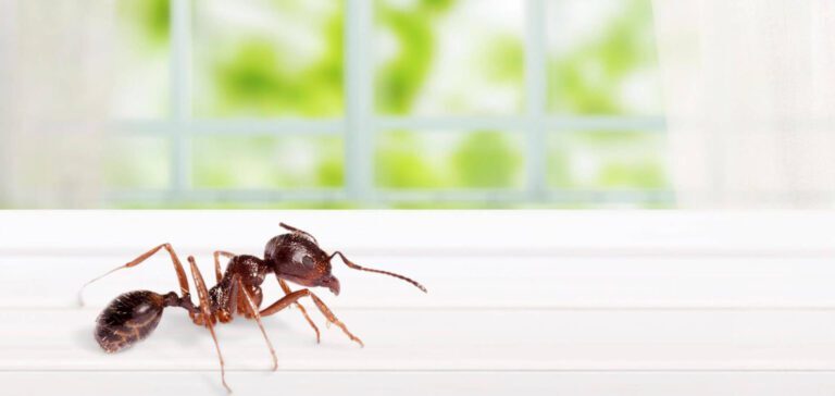 Fire Ants and Fire Safety: Preventing Electrical Equipment Damage