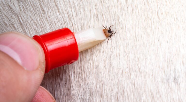 Carpet Beetles and Pet Owners: Tips for Protecting Your Furry Friends