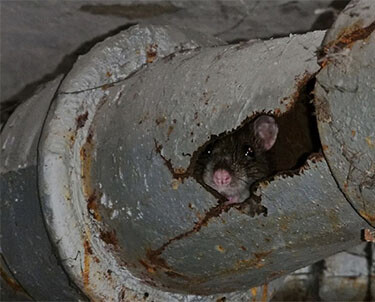 How to Identify and Prevent Cotton Rat Infestations