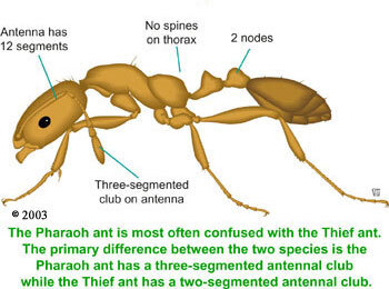 Pharaoh Ants and Seasonal Infestations: Understanding the Patterns