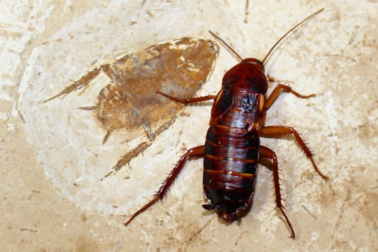 Managing American Cockroach Infestations: Tips and Strategies