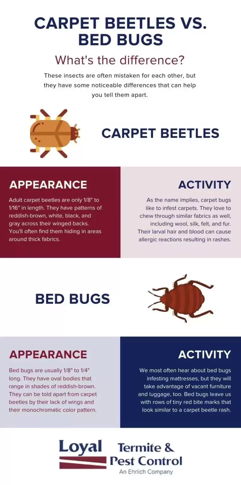 Carpet Beetle vs. Bed Bug: How to Tell the Difference