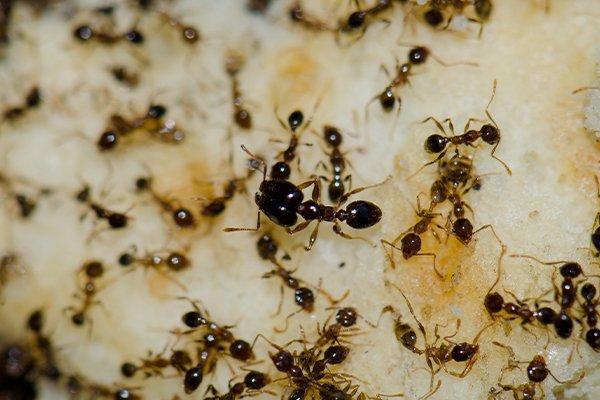 The Human Perspective: Coping with Argentine Ant Infestations
