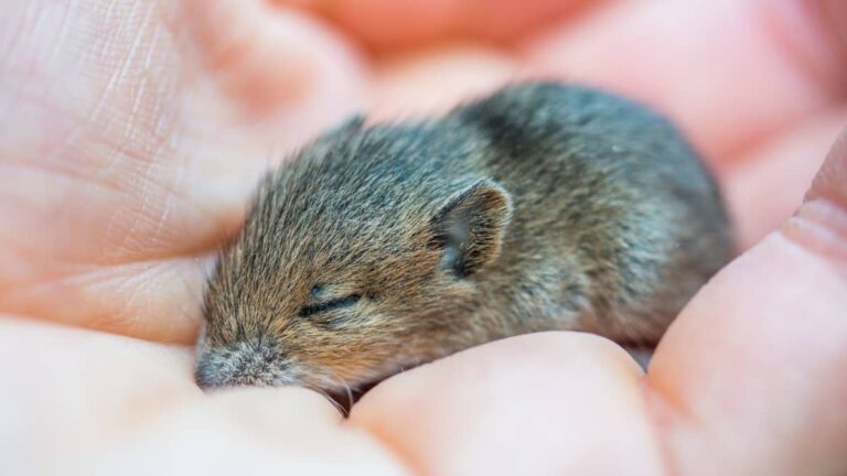 From Fear to Control: Overcoming the Anxiety of Brown Rat Infestations