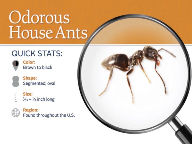 Debunking Myths about Odorous House Ants: Facts vs. Fiction