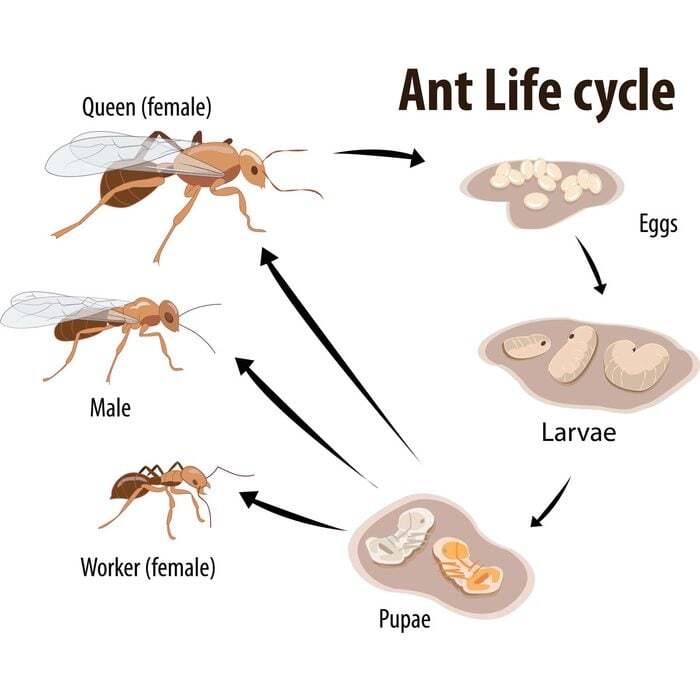 The Life Cycle of Carpenter Ants: From Eggs to Adults