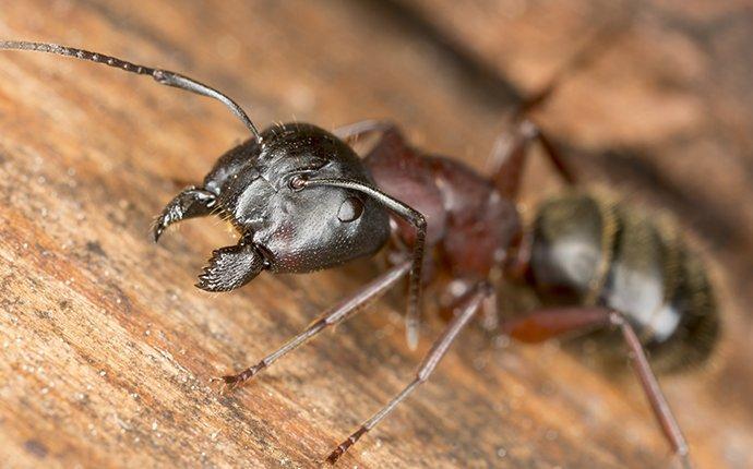 The Dangers of Carpenter Ant Infestations