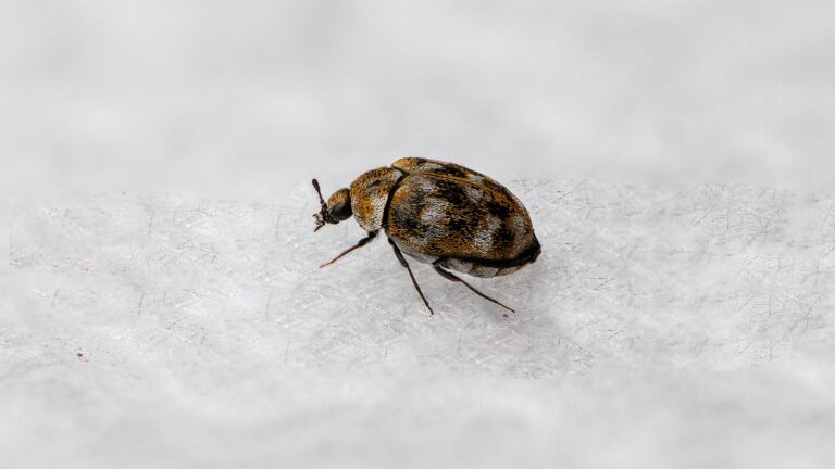The Impact of Carpet Beetles on Carpets and Furniture