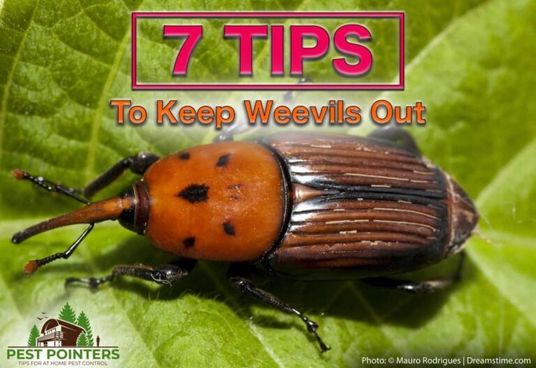 Weevil Problem-Solution: How to Get Rid of Weevils