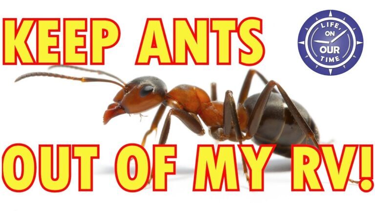 Thief Ants in RVs and Campers: Tips for Pest Control on the Go