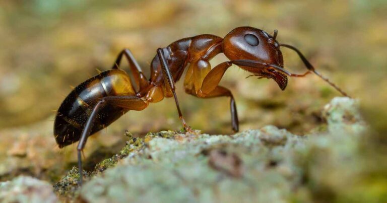 Are Argentine Ants Invading Your Garden? Tips for Gardeners