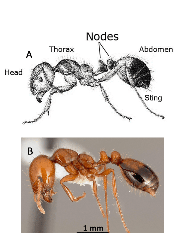 Thief Ants vs. Fire Ants: Understanding the Key Differences