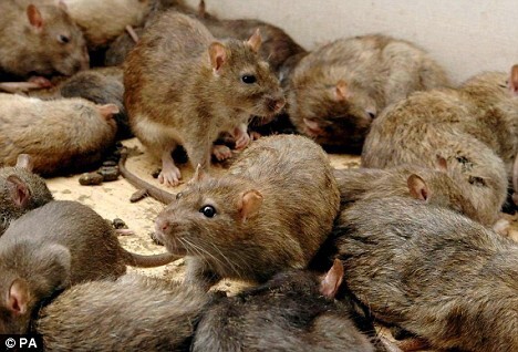 Practical Tips for Homeowners: Safeguarding Your Property against Cotton Rat Infestations