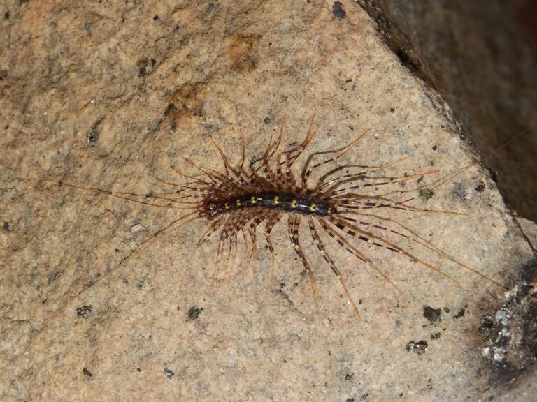From Nightmares to Allies: The Truth About House Centipedes