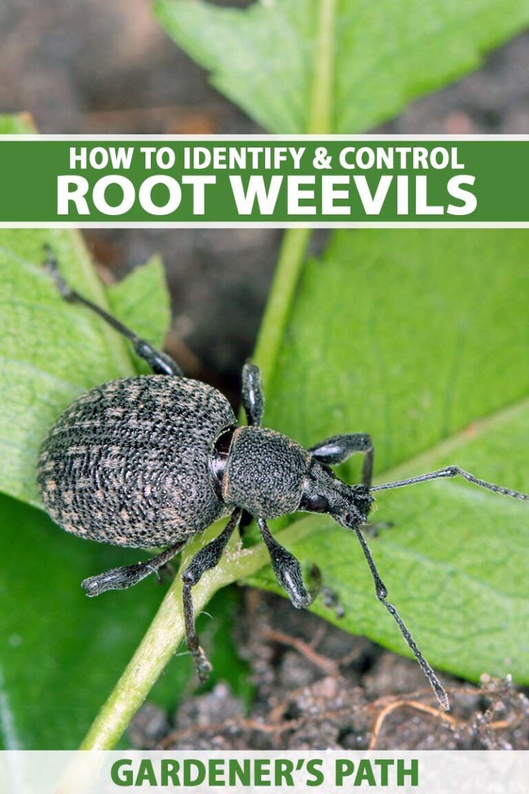 Homeowner’s Guide to Weevil Prevention and Maintenance