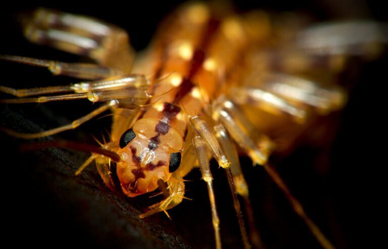 Beyond the Creepy Crawlies: Understanding the Value of House Centipedes in Ecosystems