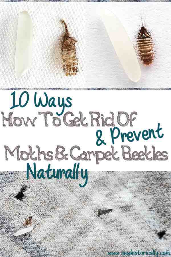 Protecting Your Wardrobe: Tips for Preventing Carpet Beetle Damage