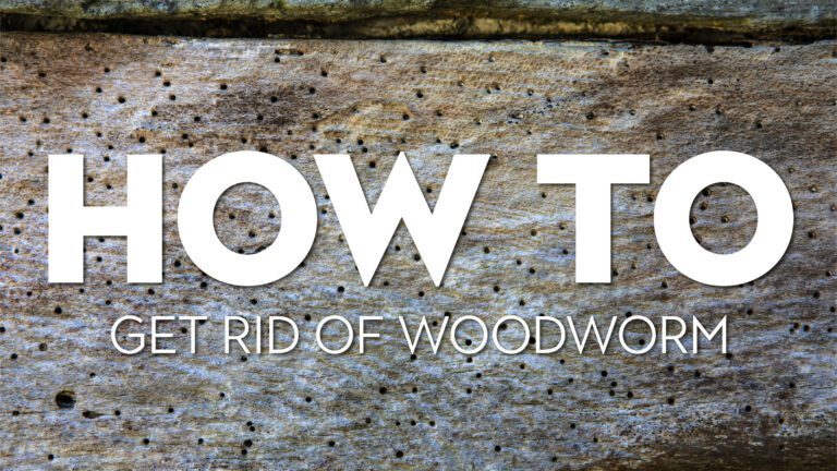 Preventing Woodworm Infestations: Key Measures to Take