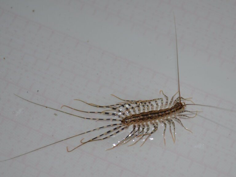 From Common Nuisance to Fierce Predator: The Evolutionary History of House Centipedes