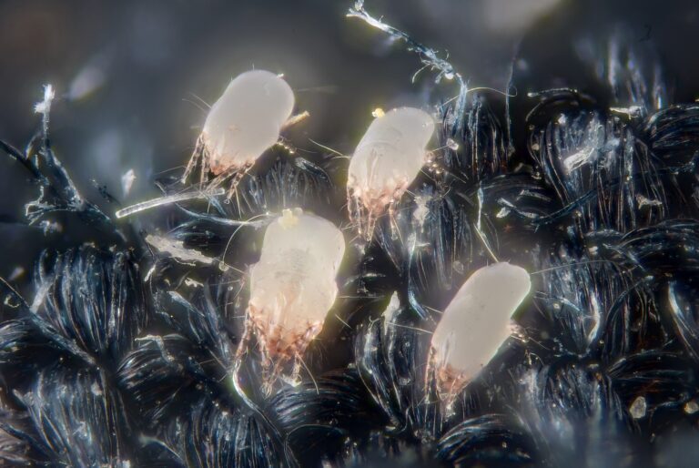 The Role of Dust Mites in Allergic Rhinitis: Understanding the Connection