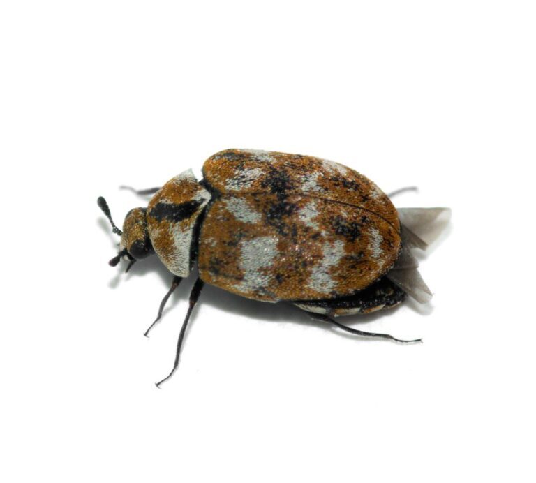 Carpet Beetle Eggs: Identification and Elimination Techniques
