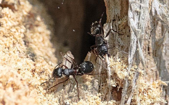 The Role of Moisture in Carpenter Ant Infestations
