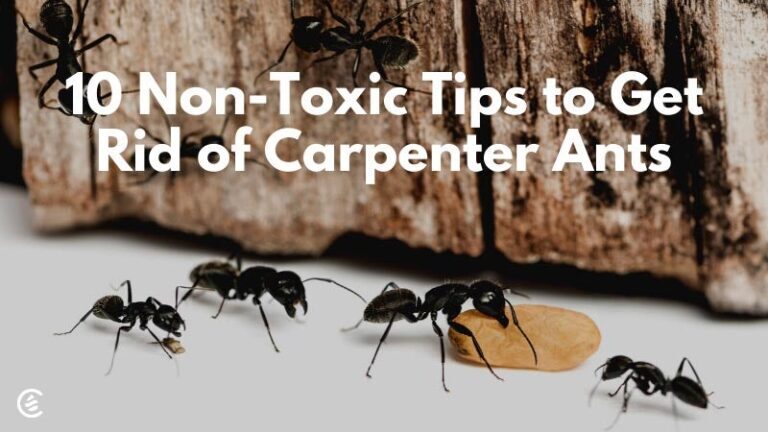 Carpenter Ants in Firewood: How to Avoid Bringing Them Indoors