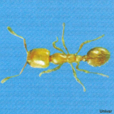 Unveiling the Intricate World of Thief Ants: Behavior, Risks, and Effective Control Measures