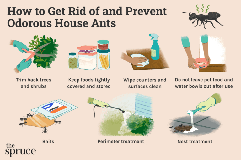 Protecting Your Home: Essential Tips for Odorous House Ant Prevention