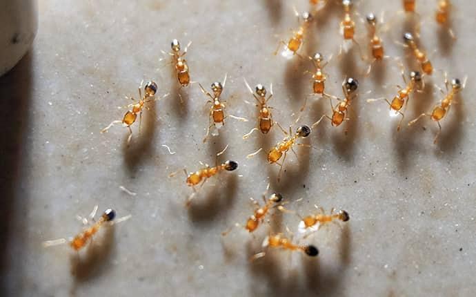 Effective Pest Management: Dealing with Pharaoh Ants