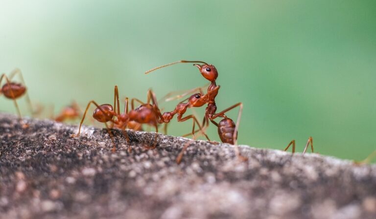 Fire Ant Prevention: Proactive Measures to Keep Your Property Fire Ant-Free