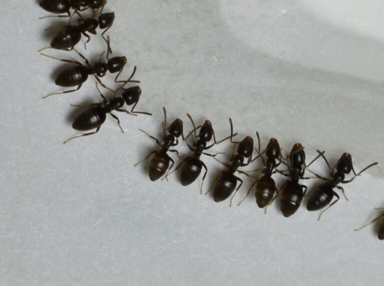 Tackling Odorous House Ant Infestations: DIY Methods vs. Professional Pest Control